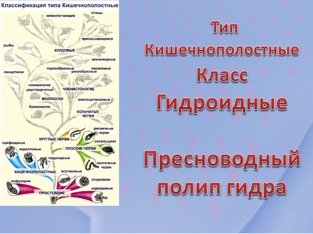 Омг маркет